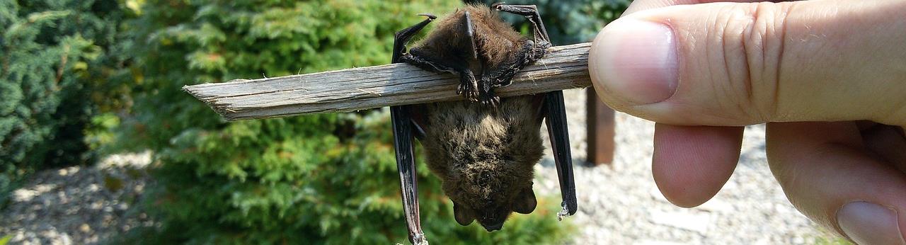 Nassau County Wildlife Control | Bat Removal | Bats | Attic