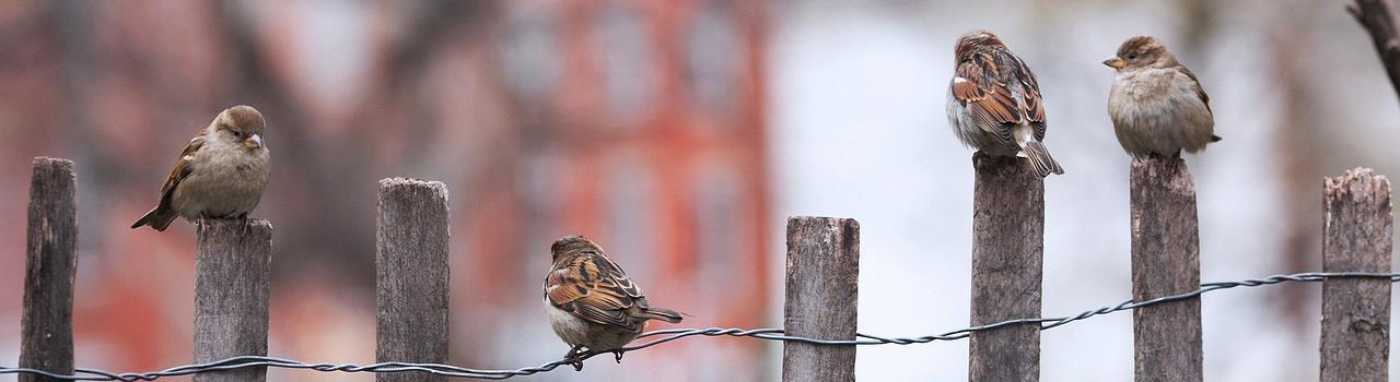 Nassau County Wildlife Control | Bird | Attic | Removal