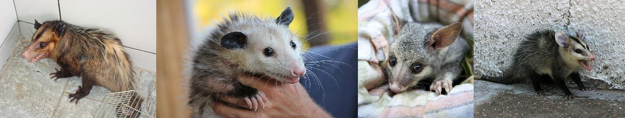 Nassau County Wildlife Control | Opossum | Possum | Removal