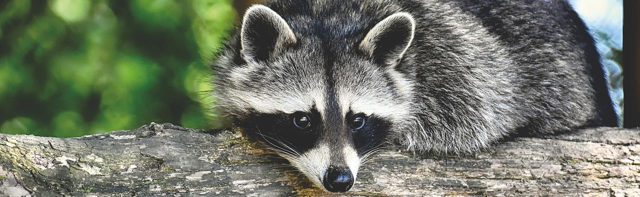 Nassau County Wildlife Control | Raccoon | Removal | Humane | Trapping